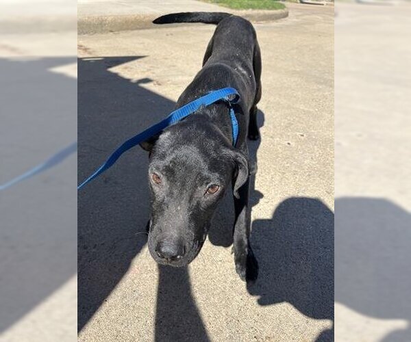 Medium Photo #1 Labrador Retriever-Unknown Mix Puppy For Sale in Lufkin, TX, USA