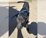 Small Labrador Retriever Mix