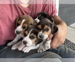 Small #2 Beagle
