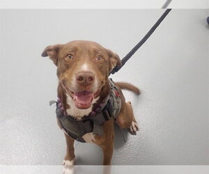 Australian Shepherd-Unknown Mix Dogs for adoption in St. Cloud, FL, USA