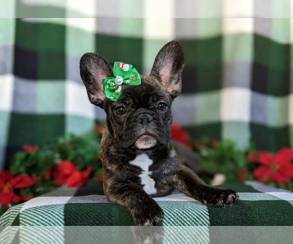 Medium Photo #7 French Bulldog Puppy For Sale in PARADISE, PA, USA