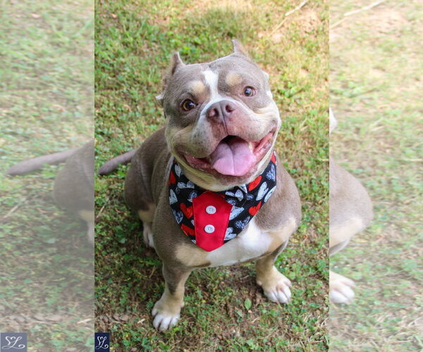 Medium Photo #1 American Bulldog-French Bulldog Mix Puppy For Sale in Lockport, NY, USA