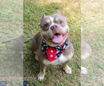 Small American Bulldog-French Bulldog Mix