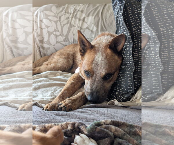 Medium Photo #5 Mutt Puppy For Sale in Garden City, NY, USA