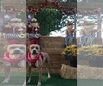 Small #25 American Pit Bull Terrier Mix
