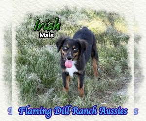 Miniature Australian Shepherd Puppy for sale in FORESTBURG, TX, USA