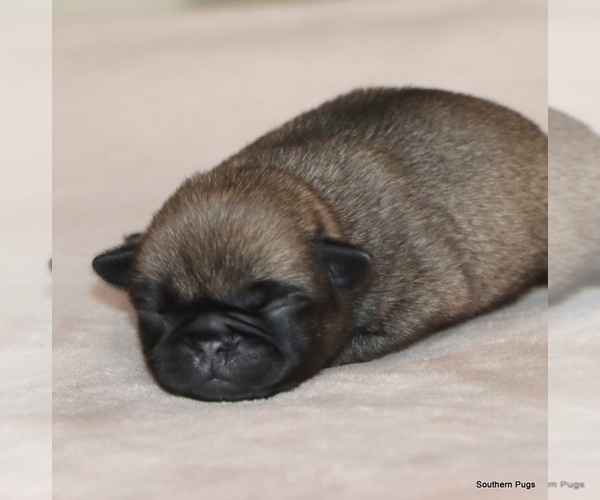 Medium Photo #3 Pug Puppy For Sale in WINNSBORO, TX, USA
