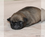 Small #2 Pug