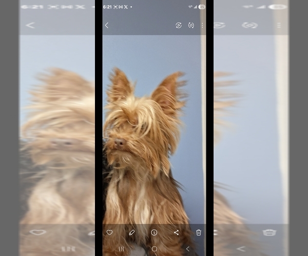 Medium Photo #1 Yorkshire Terrier Puppy For Sale in TOLEDO, OH, USA