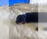 Small Photo #14 Rottweiler Puppy For Sale in RICHLAND, GA, USA