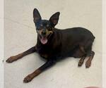 Small #2 Miniature Pinscher