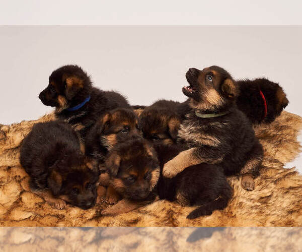 Medium Photo #23 German Shepherd Dog Puppy For Sale in ALICE, TX, USA
