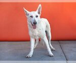 Small #1 German Shepherd Dog