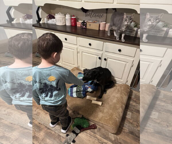 Medium Photo #2 Mutt Puppy For Sale in Fenton, MO, USA