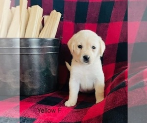 Labrador Retriever Puppy for sale in Tekonsha, MI, USA