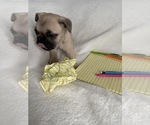 Small Photo #15 French Bulldog Puppy For Sale in OPP, AL, USA