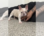 Small Photo #1 French Bulldog Puppy For Sale in GALT, CA, USA