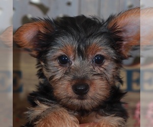 Yorkshire Terrier Puppy for sale in MOUNT VERNON, OH, USA