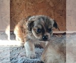 Kellum - Male Chihuahua Puppy for Sale - Small photo