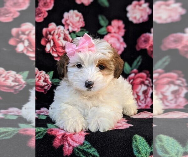 Medium Photo #5 Poodle (Miniature)-Shorkie Tzu Mix Puppy For Sale in CHRISTIANA, PA, USA
