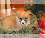 Small Photo #12 Pembroke Welsh Corgi Puppy For Sale in MALTA, OH, USA