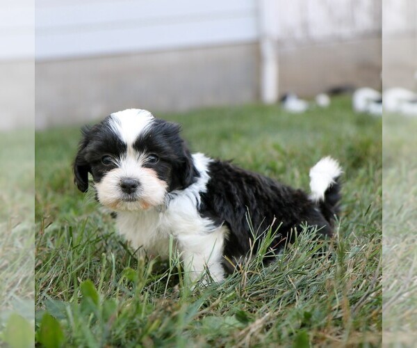 Medium Photo #3 Zuchon Puppy For Sale in ARTHUR, IL, USA