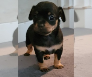 Chihuahua Puppy for sale in EVERETT, WA, USA