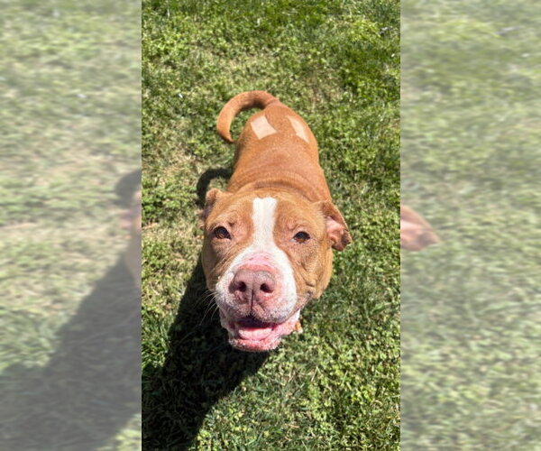 Medium Photo #2 American Pit Bull Terrier-Unknown Mix Puppy For Sale in Winston Salem, NC, USA