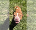 Small #1 American Pit Bull Terrier Mix