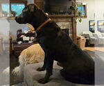 Small #2 Labrador Retriever Mix
