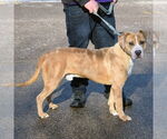 Small #1 American Bulldog-American Staffordshire Terrier Mix
