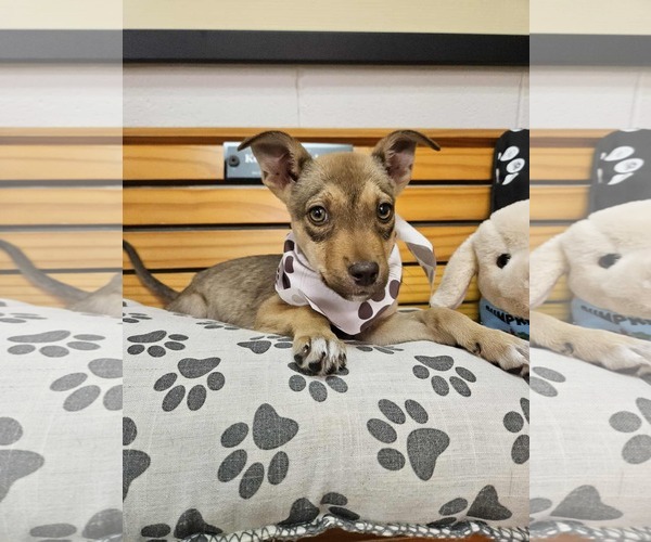 Medium Photo #2 German Shepherd Dog-Unknown Mix Puppy For Sale in SHERBURNE, NY, USA