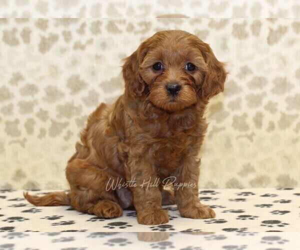 Medium Photo #4 Cavapoo Puppy For Sale in DENVER, PA, USA
