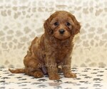Small #3 Cavapoo