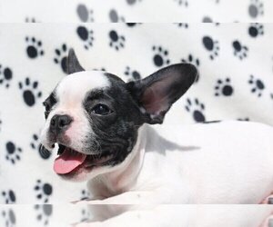 French Bulldog Puppy for sale in AUSTIN, TX, USA