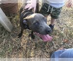 Small Photo #2 American Pit Bull Terrier-Dachshund Mix Puppy For Sale in Thorndale, TX, USA