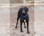 Small #1 Labrador Retriever Mix