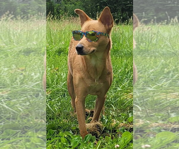 Medium Photo #7 Australian Kelpie-Golden Retriever Mix Puppy For Sale in Germantown, OH, USA