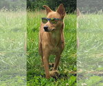 Small #6 Australian Kelpie-Golden Retriever Mix