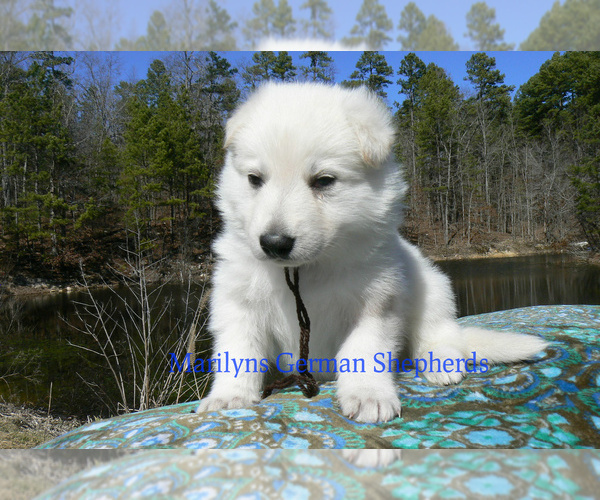Medium Photo #5 German Shepherd Dog Puppy For Sale in PIEDMONT, MO, USA