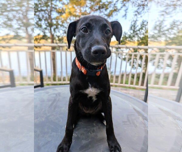 Medium Photo #4 Mutt Puppy For Sale in Virginia Beach, VA, USA