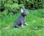 Small Photo #5 French Bulldog Puppy For Sale in SEATTLE, WA, USA