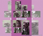 Puppy Purple Cane Corso-Great Dane Mix