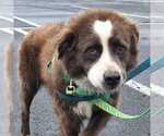Small #2 Collie Mix