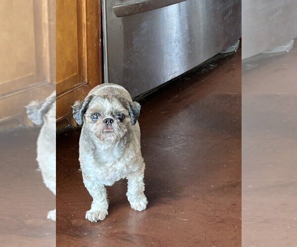 Medium Photo #2 Shih Tzu Puppy For Sale in San Diego , CA, USA