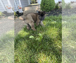 Puppy Female 1 Akita