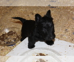 Small #5 Scottish Terrier