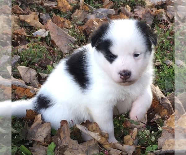 Medium Photo #11 Pomsky Puppy For Sale in BAXTER, TN, USA