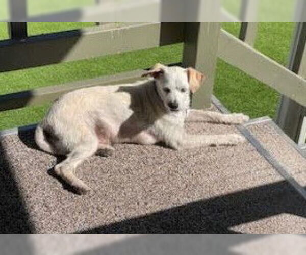Medium Photo #4 Mutt Puppy For Sale in San Diego, CA, USA