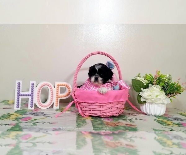 Medium Photo #9 Shih Tzu Puppy For Sale in O BRIEN, FL, USA